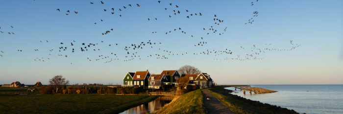 Panorama of the Mallard Duck Migration in Marken island Holland
