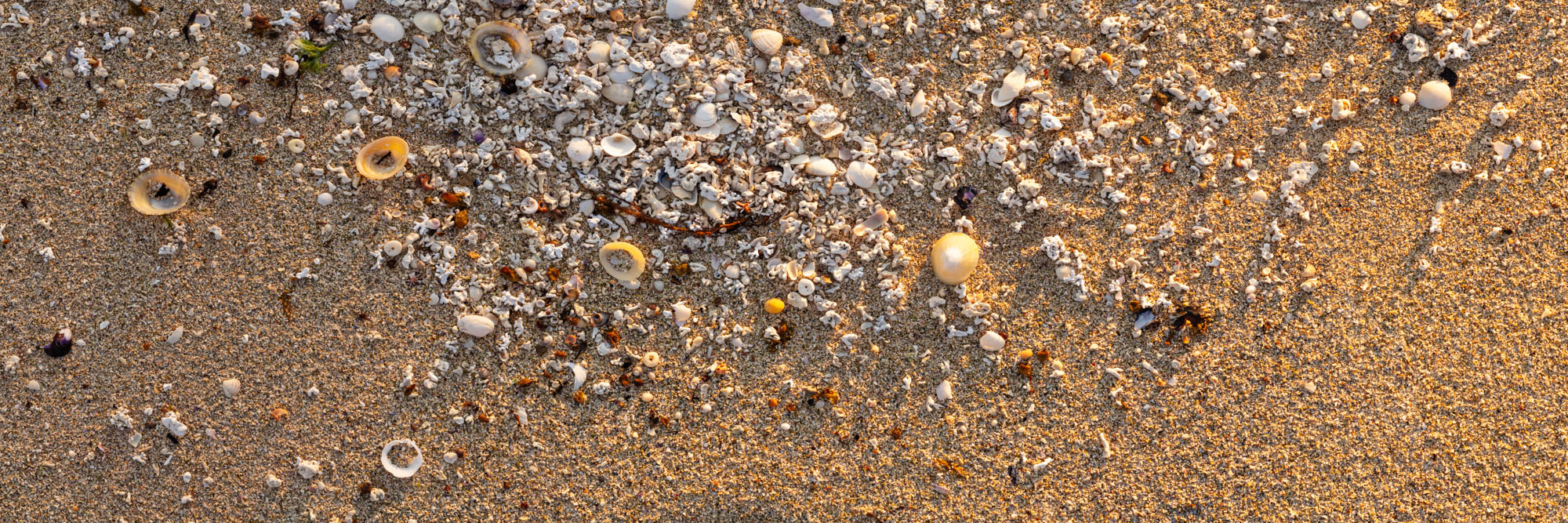 Panorama of sea shells and treasures on the beach