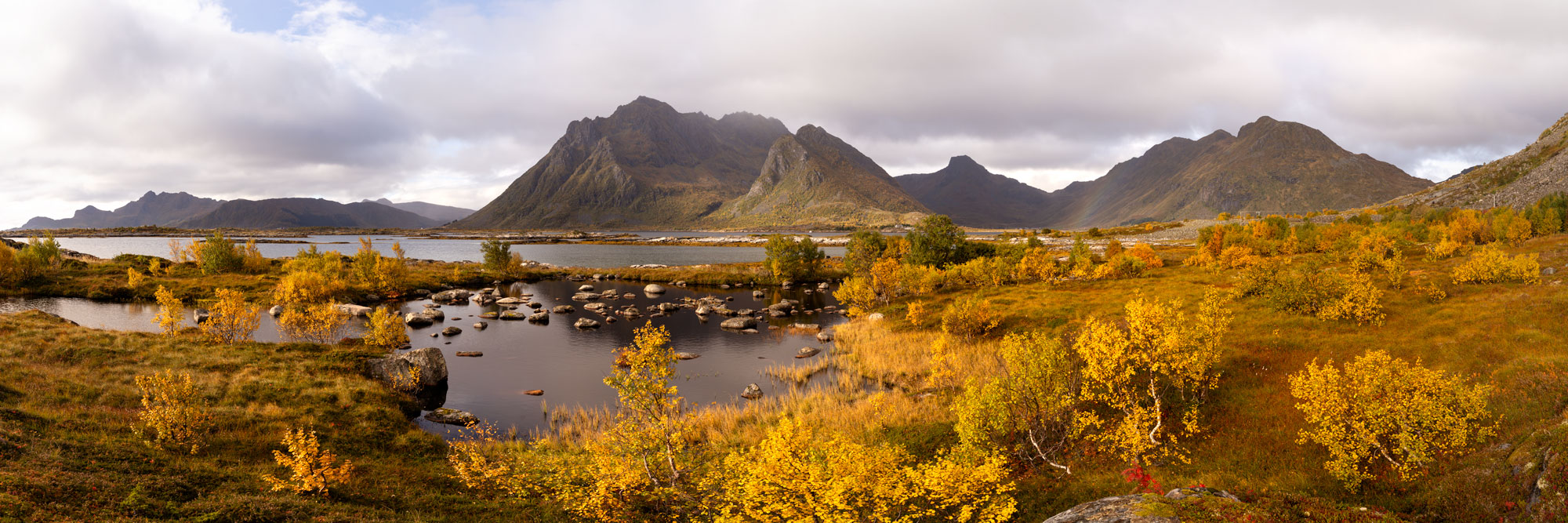 Panorama of golden autumn trees on Rolvsfjorden on Vestvagoya Island in the Lofoten Islands
