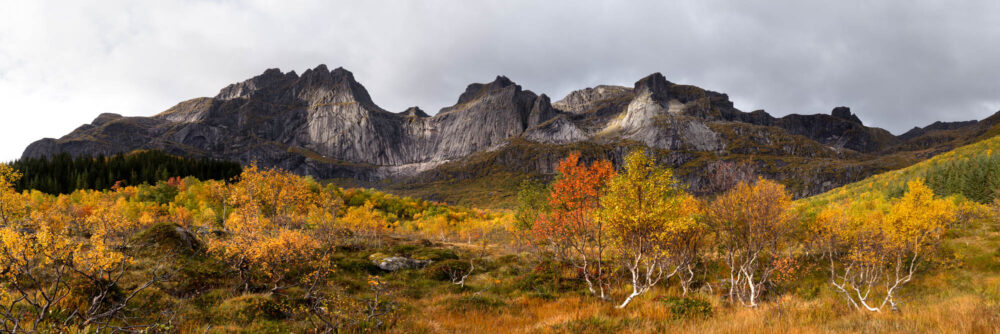 Panorama of Bjorntinden mountain surrounded by golden trees in autumn on the Road to Nusfjord