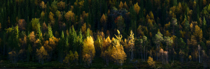 Panorama of the Golden trees amongst the pines in Autumn in a forest in Norway