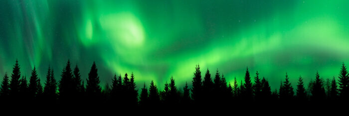 Panorama of the Northern Lights over a Norwegian pine forest