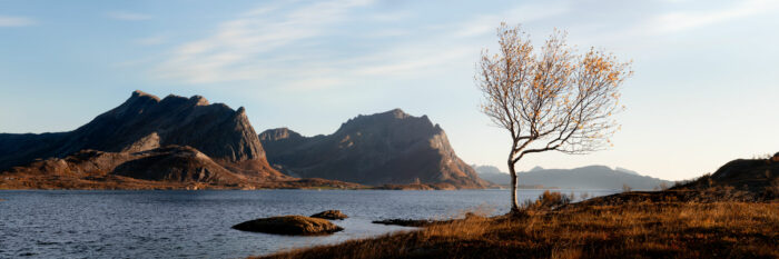 Panorama of the last leaves on a tree in autumn in Nordland, Norway