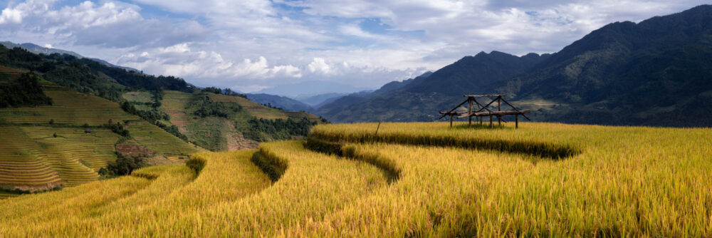 Panorama of Golden Rice Terraces in Mu Can Chai and Sapa in Northern Vietnam