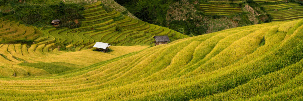 Panorama of the Golden Rice Terraces in Mu Cang Chai and Sapa in Vietnam