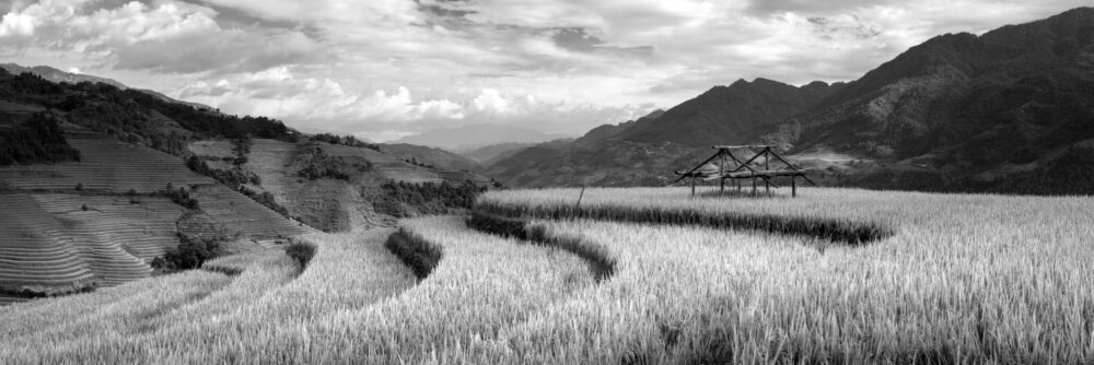 Black and white panorama of Rice terraces in Mu Cang Chai and Sapa in Vietnam