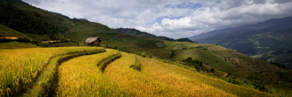 Panorama of Golden Rice Terraces in Mu Can Chai and Sapa in Northern Vietnam