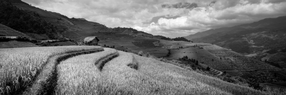 Black and white panorama of Rice terraces in Mu Cang Chai and Sapa in Vietnam