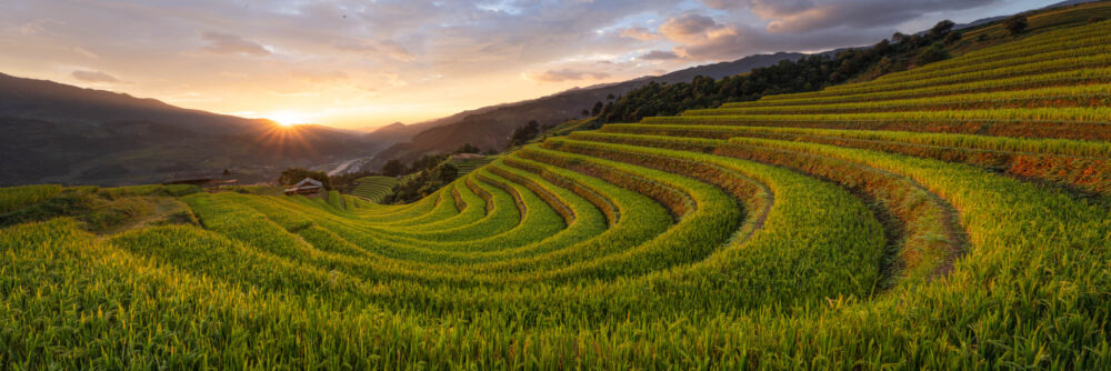 Panorama of sunset over the green rice terraces of Sapa and Mu Cang Chai in Vietnam