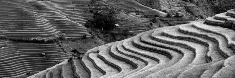 Panorama of rice terraces in Mu Cang Chai and sapa in monochrome in Vietnam